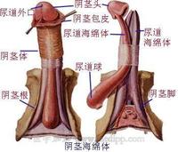 呼和浩特男科医院生殖整形专科