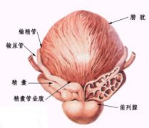 膀胱炎症状图